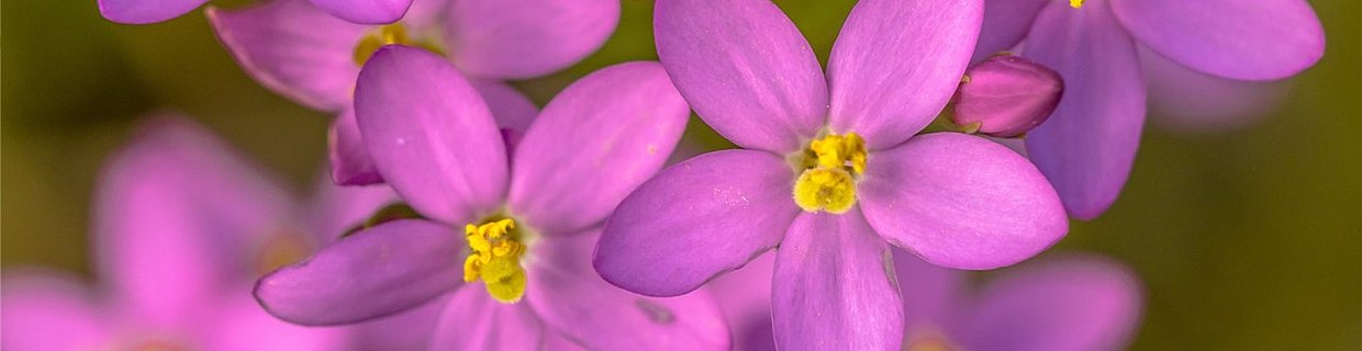 Canephron Header Bild Blasenentzündung Tausendgüldenkraut