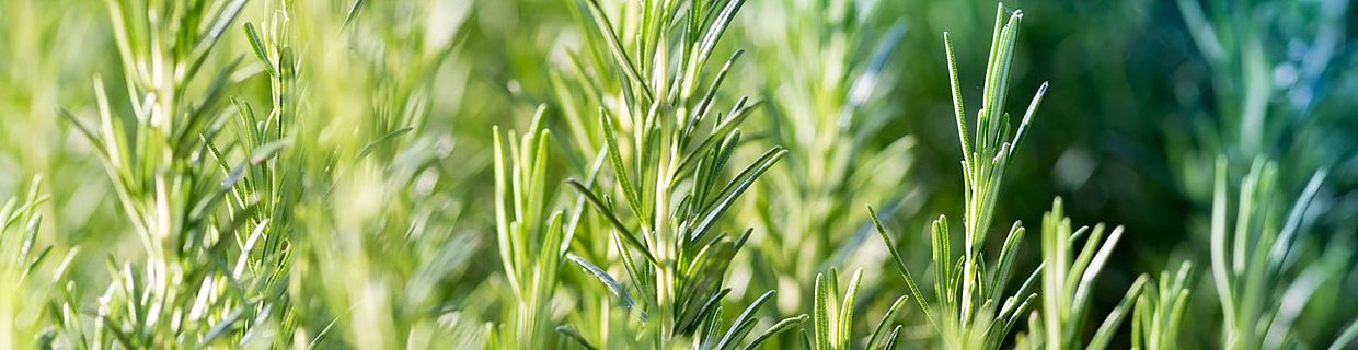 Canephron Header Bild Blasenentzündung Rosmarin