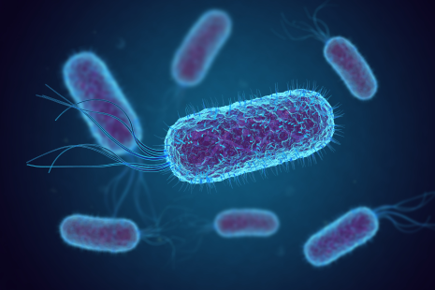 Escherichia Coli (E. Coli.) unter dem Mikroskop